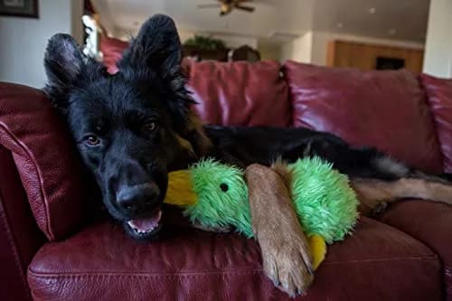 Multipet Duckworth Plush Dog Toy 15 inch | Assorted Colors, Soft & Squeaky (70-120 chars) thumbnail 3
