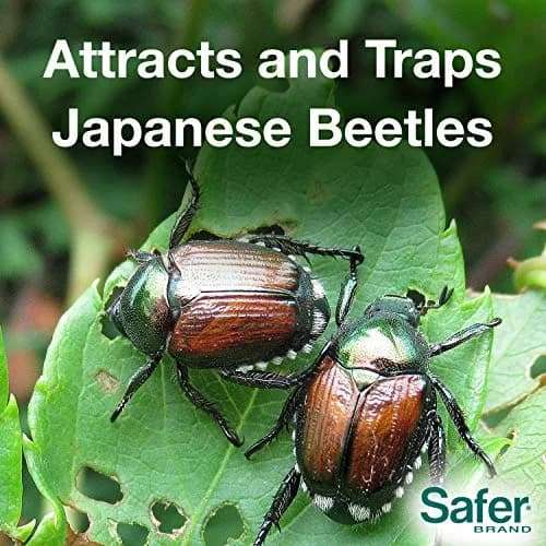 Safer Brand Japanese Beetle Trap with Attractant - 70102 | Outdoor Pest Control Device for Japanese Beetles thumbnail 3