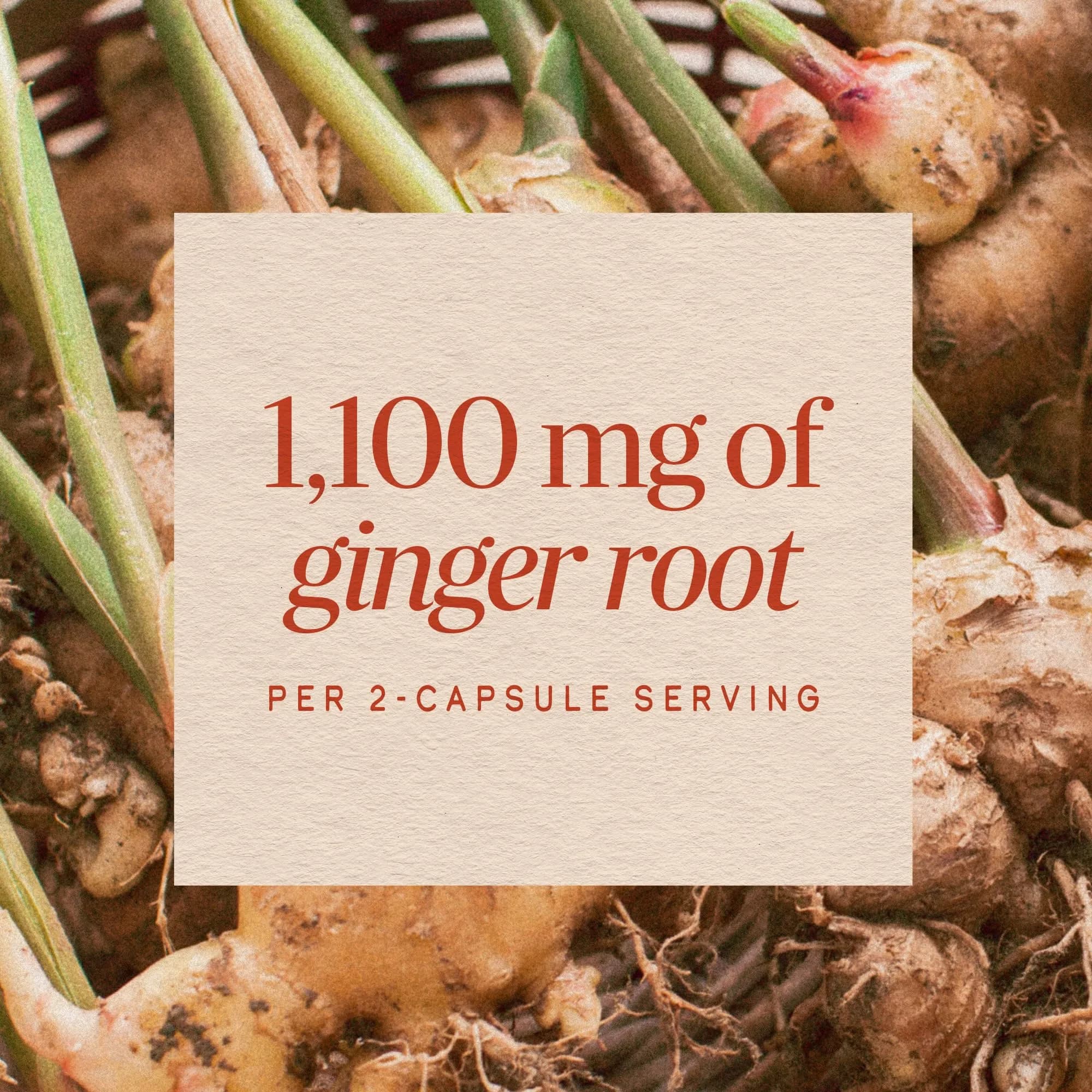 Nature's Way Ginger Root Capsules 1100 mg per Serving, Vegan, 100 Count | Supports Digestive Comfort & Reduces Nausea - view 4