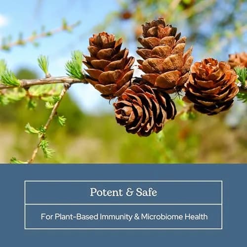 ECLECTIC INSTITUTE Organic Larix Powder 3 oz | Immune + Gut Support for Adults & Kids thumbnail 6