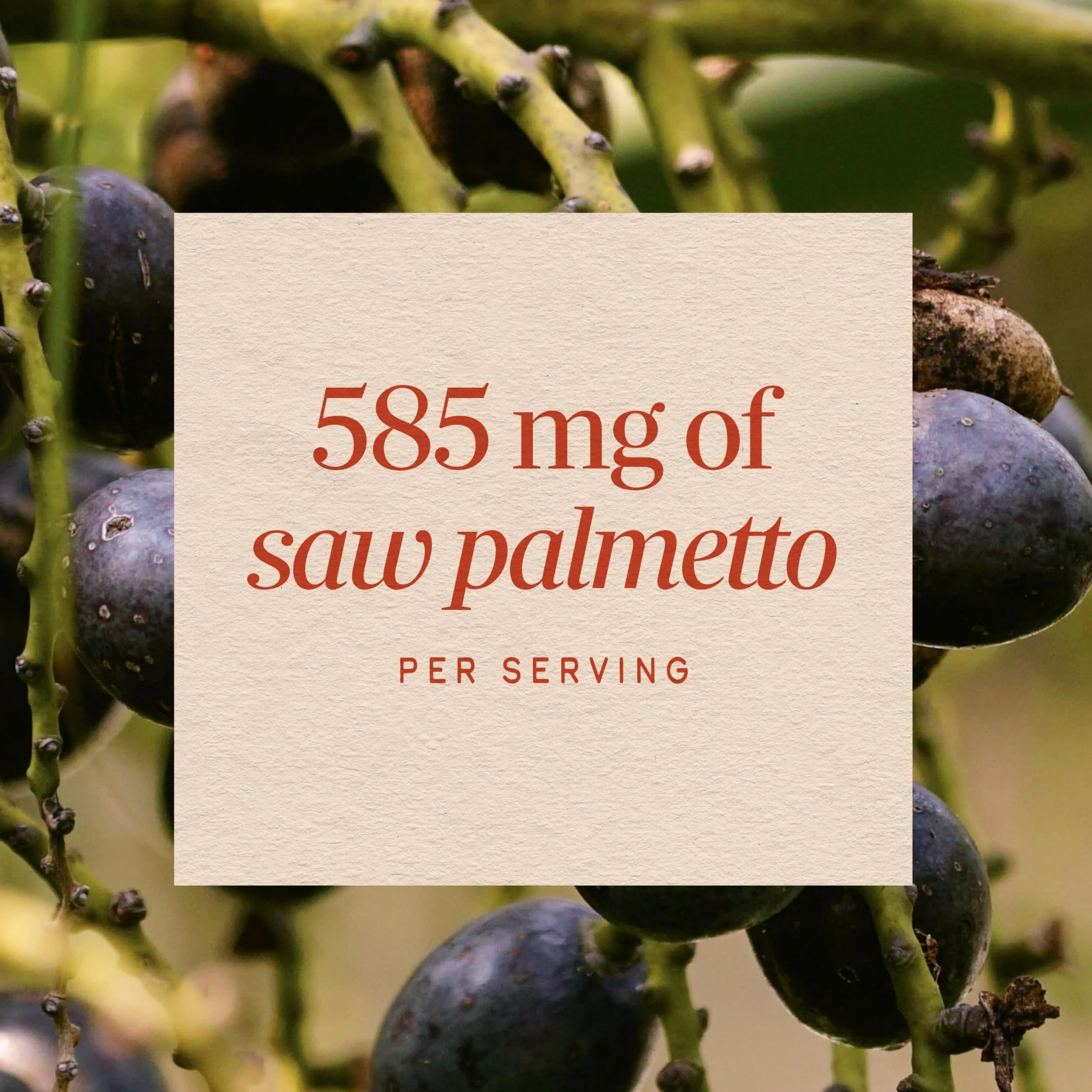 Nature's Way Saw Palmetto Berries Herbal Supplement 100 Count | Traditional Prostate Support - view 4
