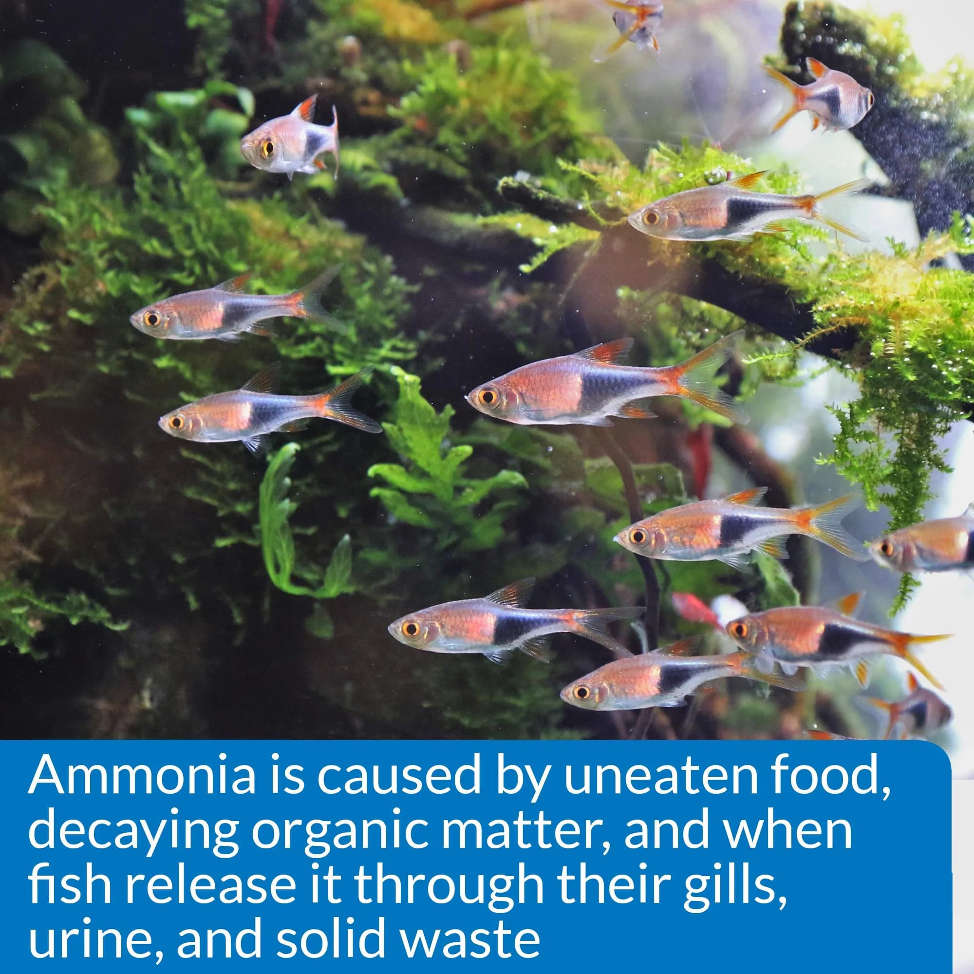 API AMMONIA 130-Test Freshwater and Saltwater Aquarium Water Test Kit | Accurately Reads Ammonia 0-8 ppm - view 5