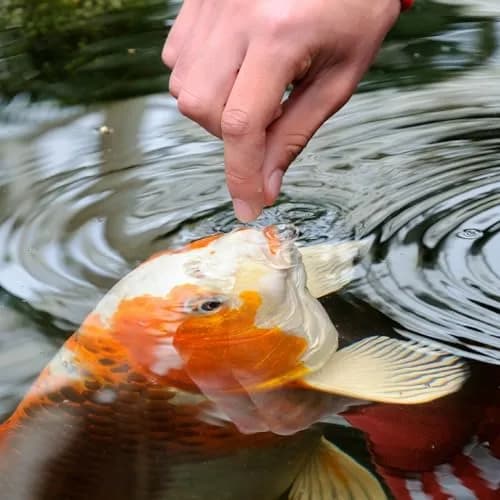 Tetra Pond Koi Vibrance Soft Sticks | Floating Pond Fish Food for All Sizes (2.42 lbs) thumbnail 4