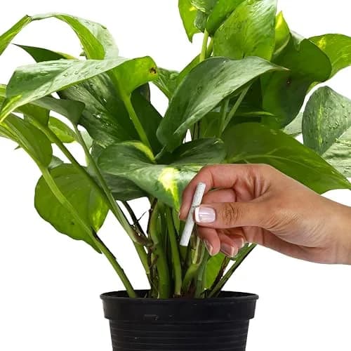 Jobe's Organics Fertilizer Spikes for Indoor Houseplants, 50 Count | 13-4-5 NPK for Blooms & Foliage thumbnail 5