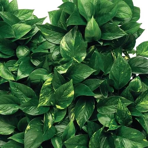Jobe's Organics Fertilizer Spikes for Indoor Houseplants, 50 Count | 13-4-5 NPK for Blooms & Foliage thumbnail 6