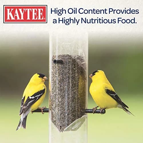 Kaytee Nyjer Thistle Seed 3 Pound | No hulls, attracts finches & small songbirds thumbnail 5