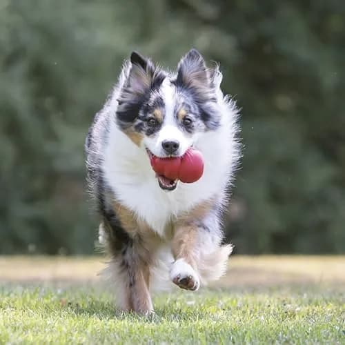 KONG Classic Stuffable Dog Toy XX-Large | Durable Natural Rubber Chew Toy for Aggressive Chewers thumbnail 2