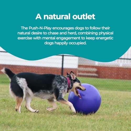 Jolly Pets Push-n-Play Ball Dog Toy 10 Inches Large Blue | Heavy Duty for Large Dogs thumbnail 5