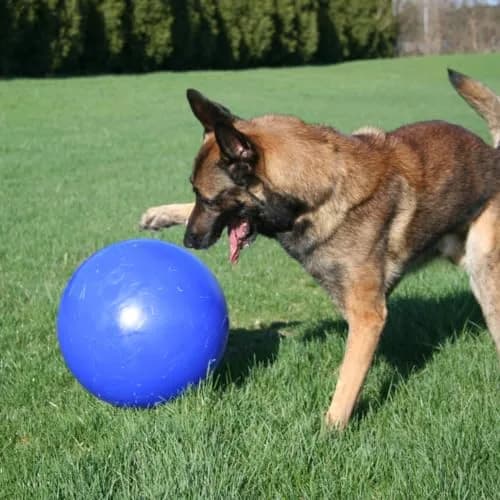Jolly Pets Push-n-Play Ball Dog Toy 10 Inches Large Blue | Heavy Duty for Large Dogs thumbnail 8
