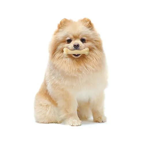 Nylabone Power Chew Original Bone Dog Chew Toy, X-Small | Durable Nylon Chew for Dogs Up to 15 lbs thumbnail 2