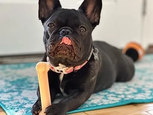 Nylabone Power Chew Original Bone Dog Chew Toy, Small, 7 in (17.8 cm) | Durable Nylon for Aggressive Chewers thumbnail 2