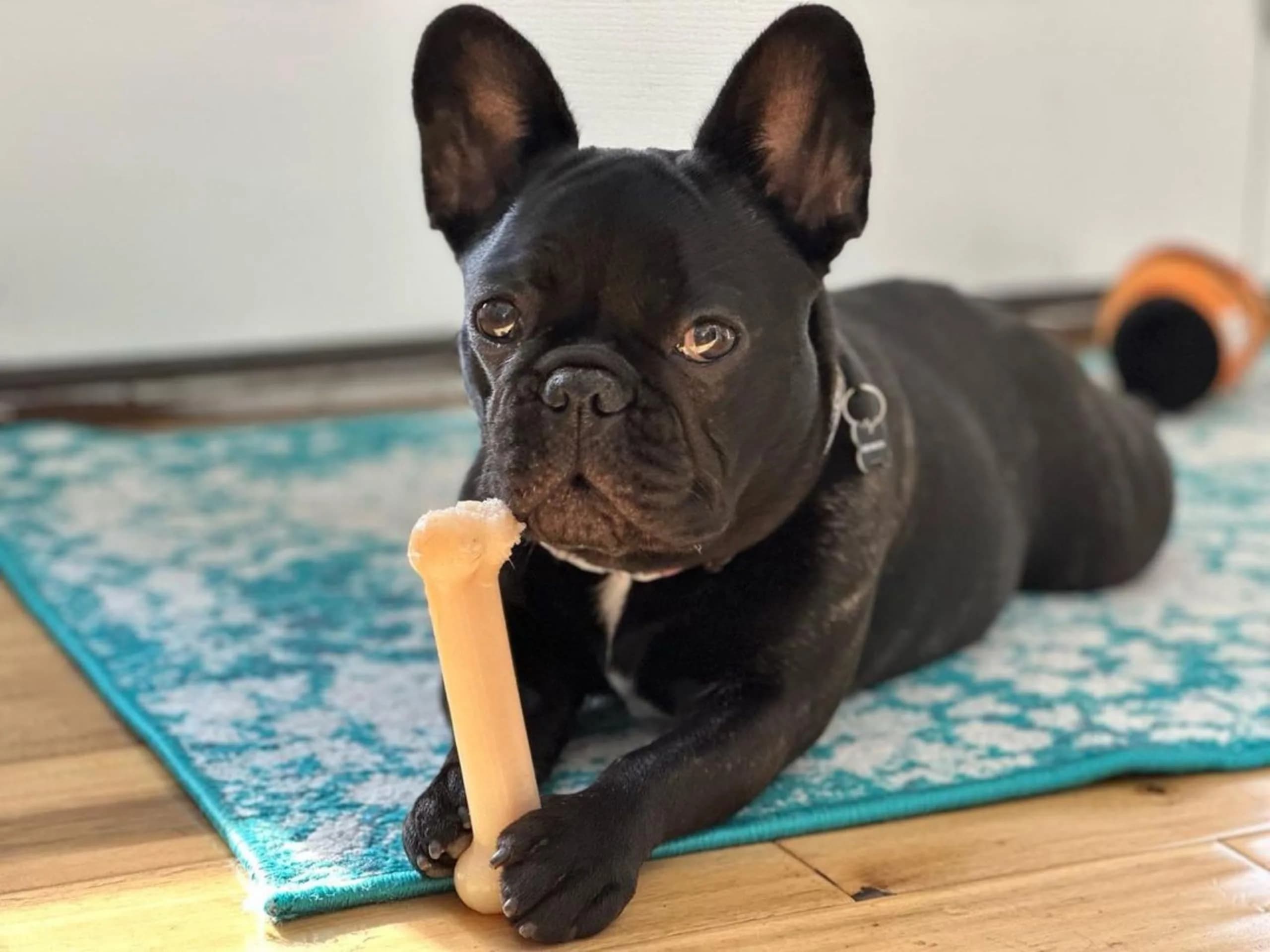 Nylabone Power Chew Original Bone Dog Chew Toy, Medium, 47g (1.66 oz) | Durable Nylon for Aggressive Chewers - view 7