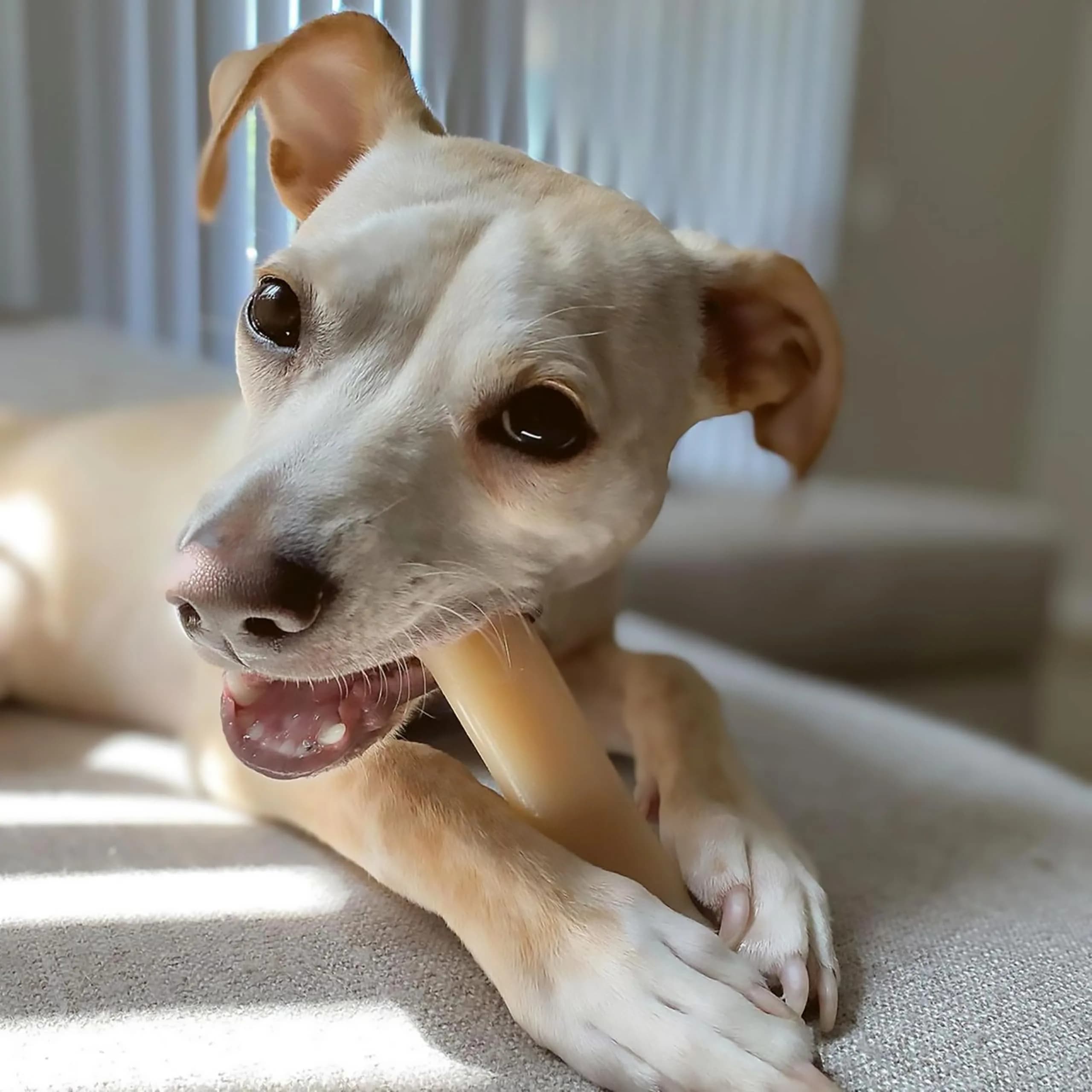 Nylabone Power Chew Original Bone Dog Chew Toy, Medium, 47g (1.66 oz) | Durable Nylon for Aggressive Chewers - view 2