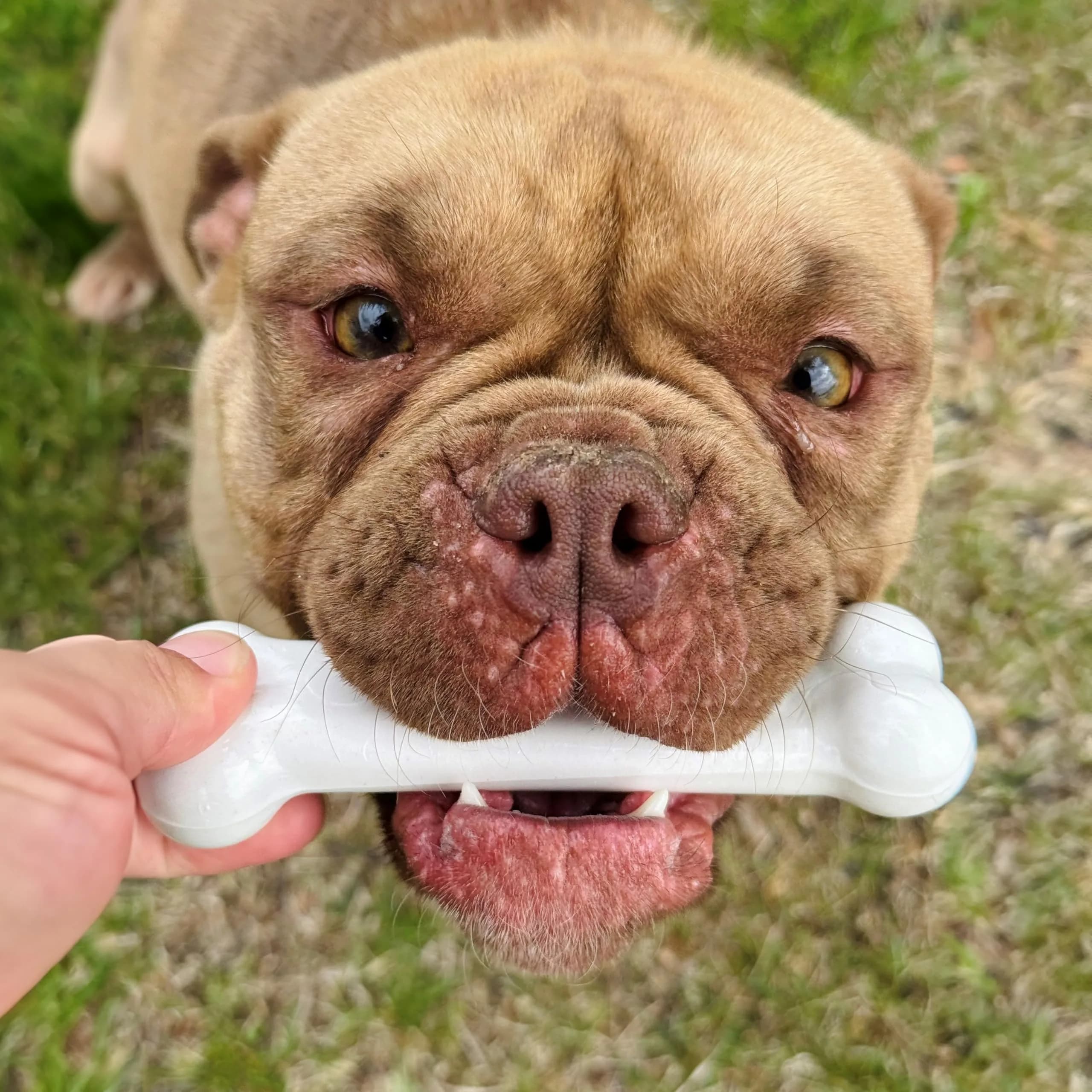 Nylabone Power Chew Original Bone Dog Chew Toy, Chicken Flavor, Small | Durable Chew Toy for Small Dogs Up to 25 lbs - view 7