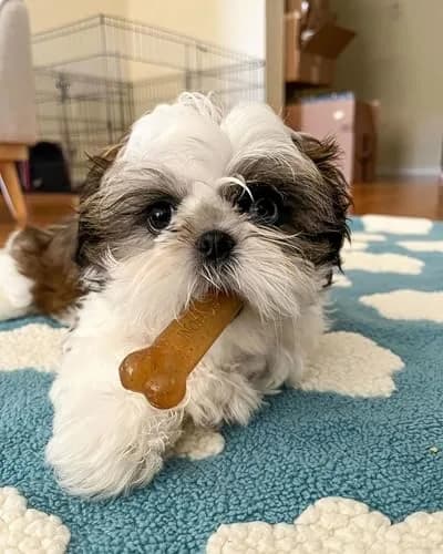 Nylabone Puppy Chew Teething Bone Dog Toy, Chicken Flavor, Medium 10.8cm (4.25in) | Soothes Gums & Teaches Chewing thumbnail 6