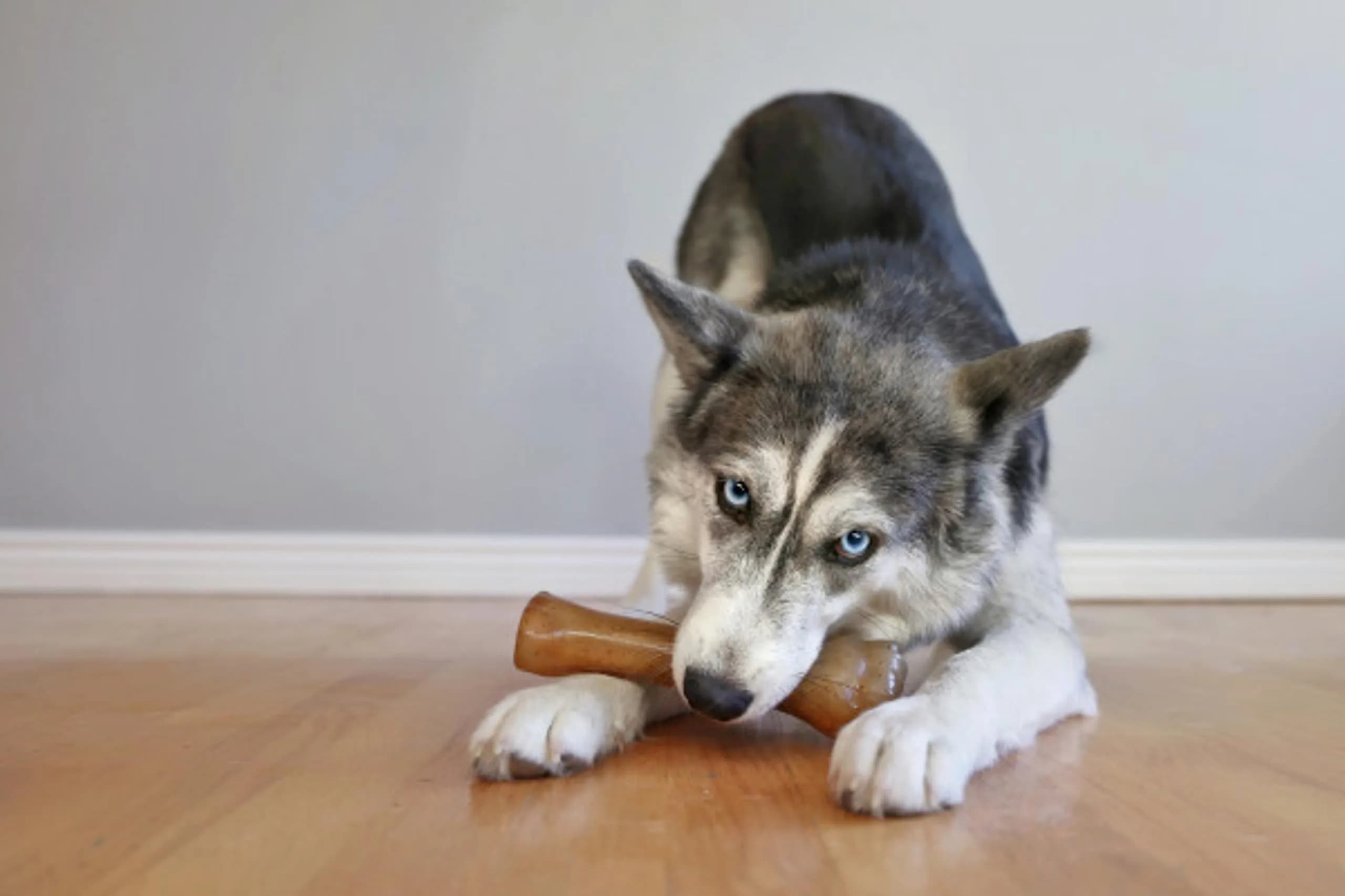 Nylabone Puppy Chew Teething Knuckle Bone Dog Chew Toy, Chicken Flavor, X-Large (0.35 lb) - view 2