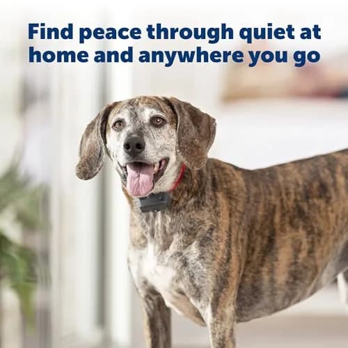 PetSafe Basic Bark Control Collar Adjustable | Safe, Waterproof, 6 Correction Levels (70-120 chars) thumbnail 4