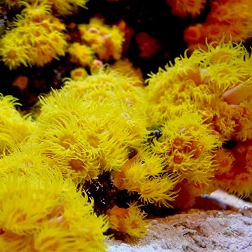Seachem Reef Advantage Magnesium 300g | Restores Magnesium Levels in Saltwater Aquariums thumbnail 4