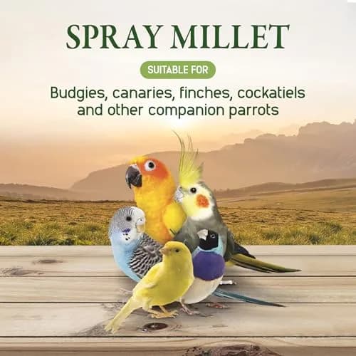 Living World Millet Spray for Birds 17.6 Oz | Natural, Fresh & All-Natural Bird Treat thumbnail 5
