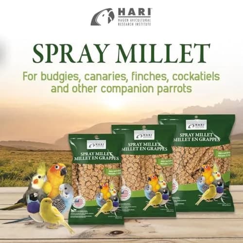 Living World Millet Spray for Birds 17.6 Oz | Natural, Fresh & All-Natural Bird Treat thumbnail 6