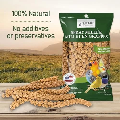 Living World Millet Spray for Birds 17.6 Oz | Natural, Fresh & All-Natural Bird Treat thumbnail 2