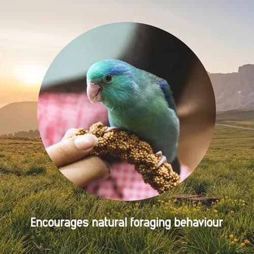 Living World Millet Spray for Birds 17.6 Oz | Natural, Fresh & All-Natural Bird Treat thumbnail 3