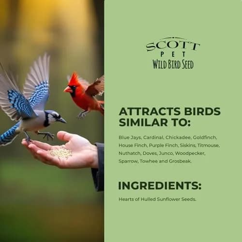 Scott Pet Wild Bird Seed Sunflower Hearts No Shells 8lb | High Protein for Backyard Birds thumbnail 5