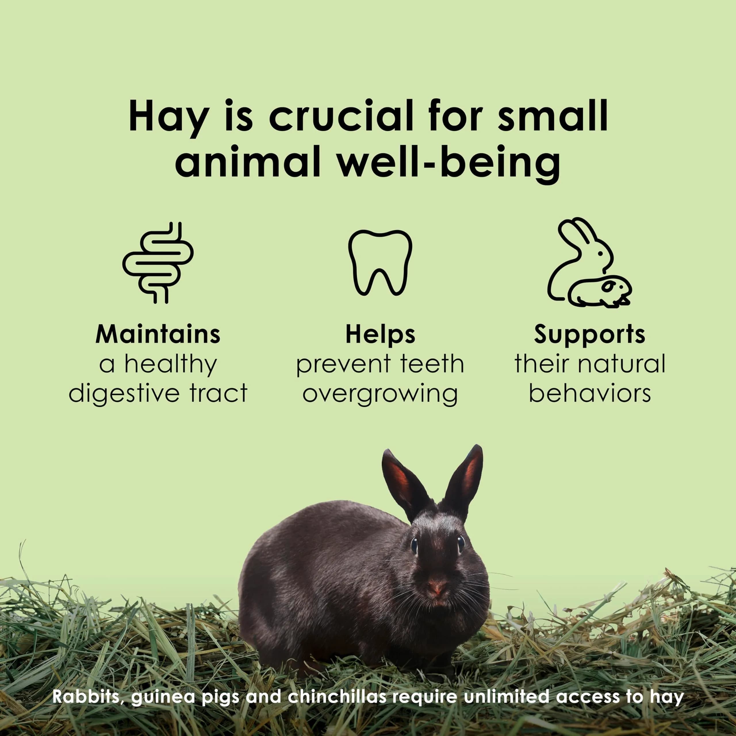 Kaytee Timothy Hay for Small Animals 1.46 kg (3 lb) | High Fiber for Digestive Health - view 6