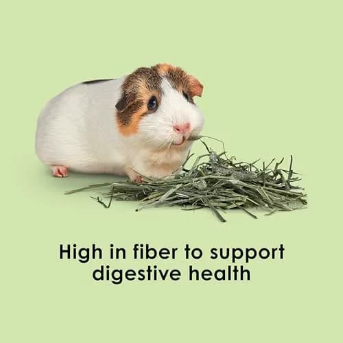 Kaytee Timothy Hay for Rabbits, Guinea Pigs, Chinchillas & Small Animals, 6 lb (2.72 kg) | High Fiber Digestive Support thumbnail 4