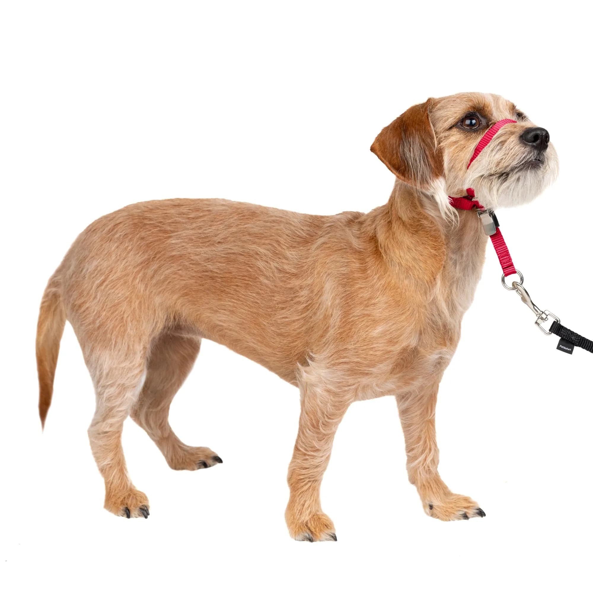 PetSafe Gentle Leader No Pull Dog Headcollar, Red, Small (0.09 kg) | Veterinary Behaviorist-Designed for Pulling Dogs - main product image