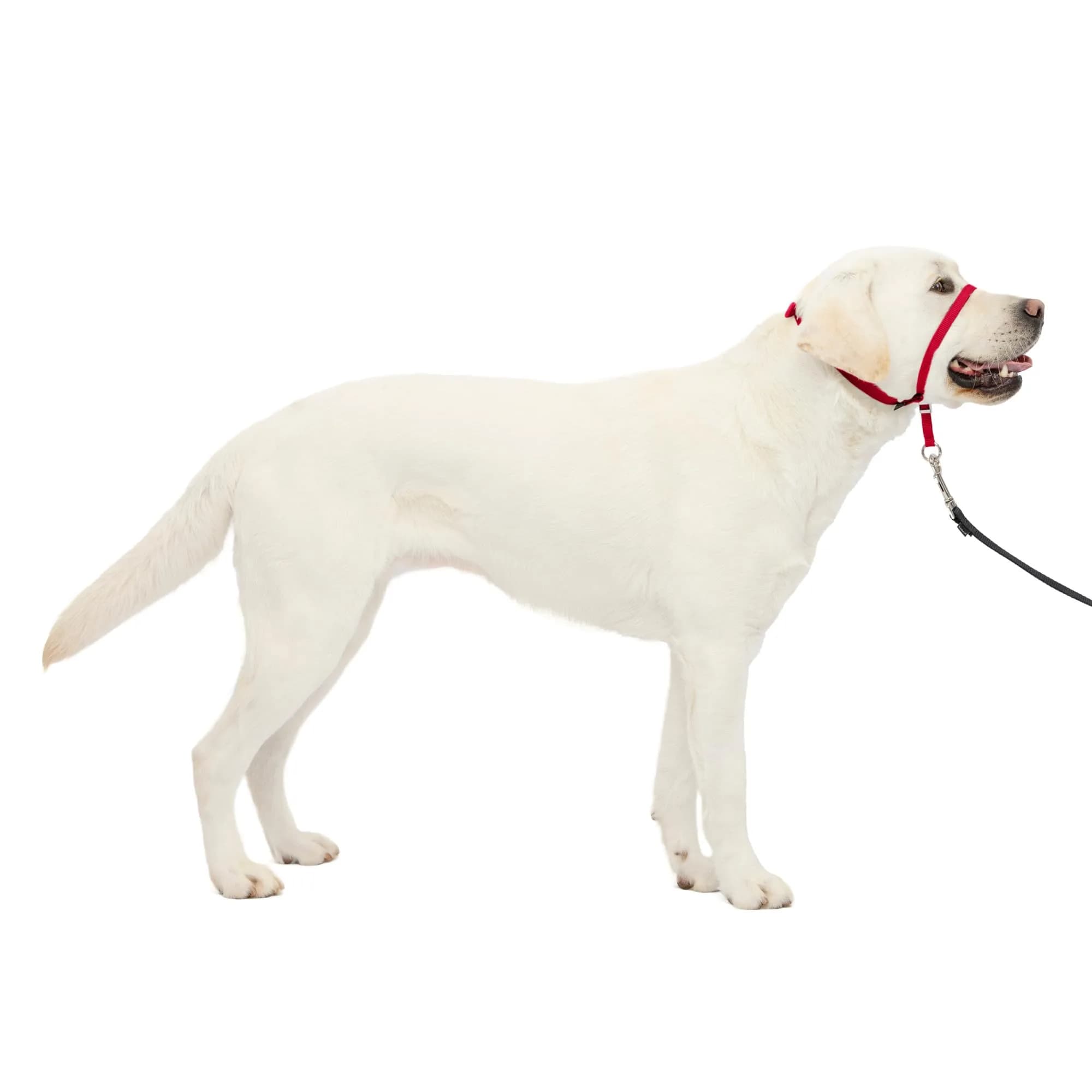 PetSafe Gentle Leader Headcollar No-Pull Dog Collar - Helps Improve Walks - Durable Nylon Construction - Padded Nose Loop - Adjustable Fit - Comfort Walking Halter - Large, Red - main product image