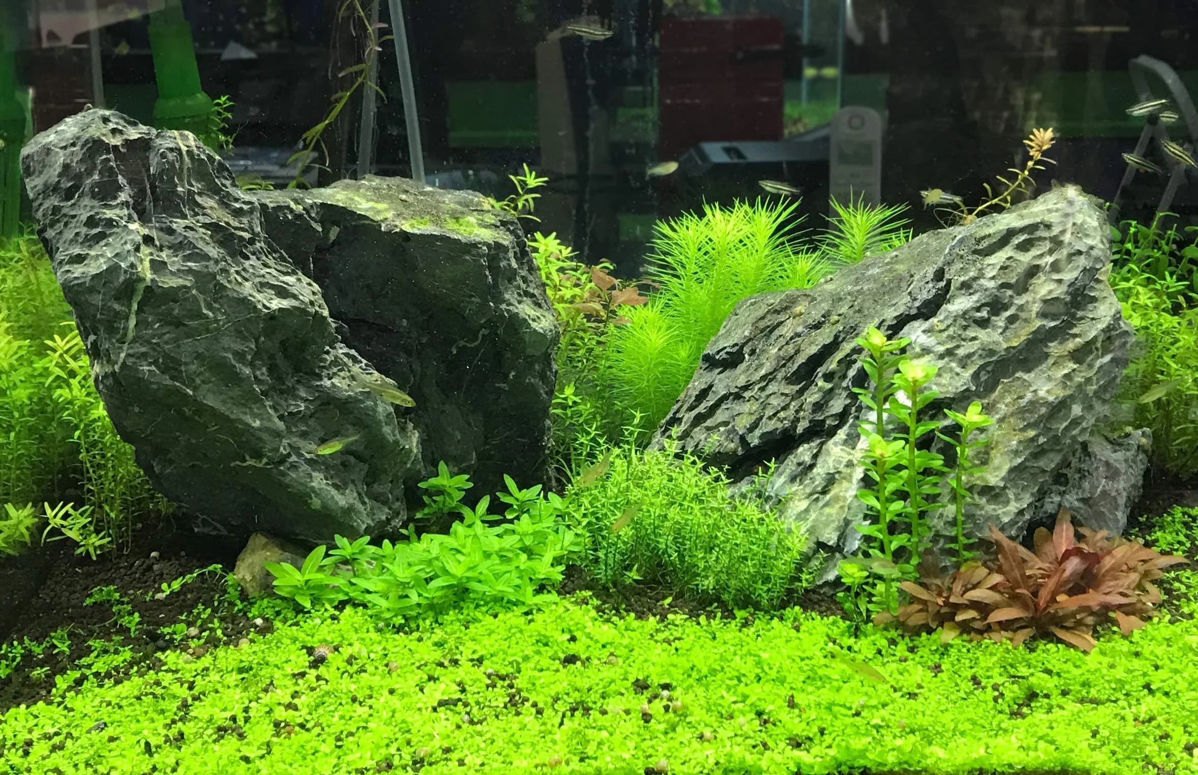 Seachem Flourish Phosphorus Plant Nutrient 2 L (67.6 fl. oz.) | Accelerates Aquatic Plant Growth - view 3