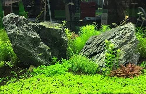 Seachem Flourish Phosphorus Plant Nutrient 2 L (67.6 fl. oz.) | Accelerates Aquatic Plant Growth thumbnail 3