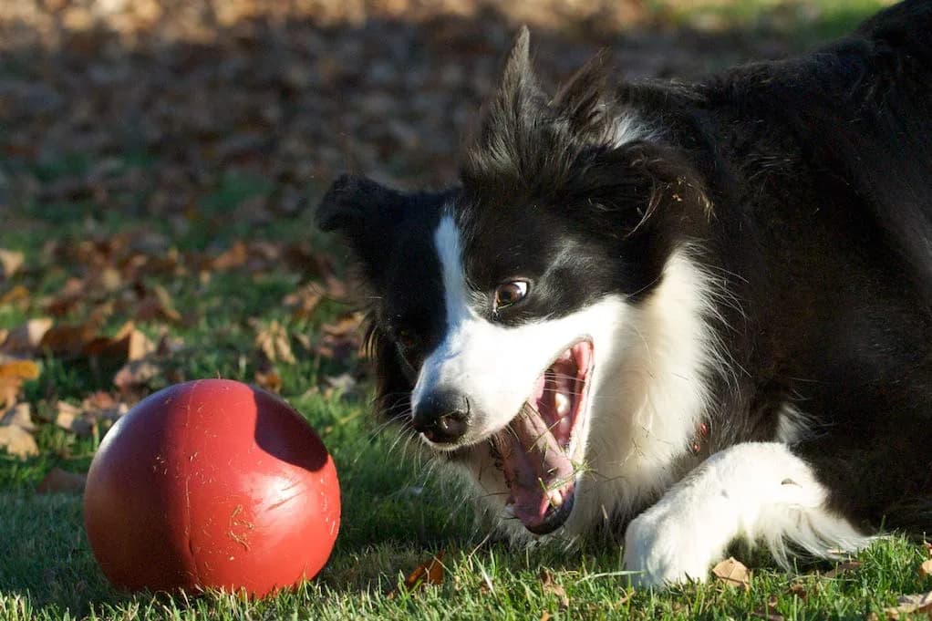 Jolly Pets Push-n-Play Ball Dog Toy 6 Inches/Medium Red | Durable Floating Fetch Toy for Medium Dogs - view 2