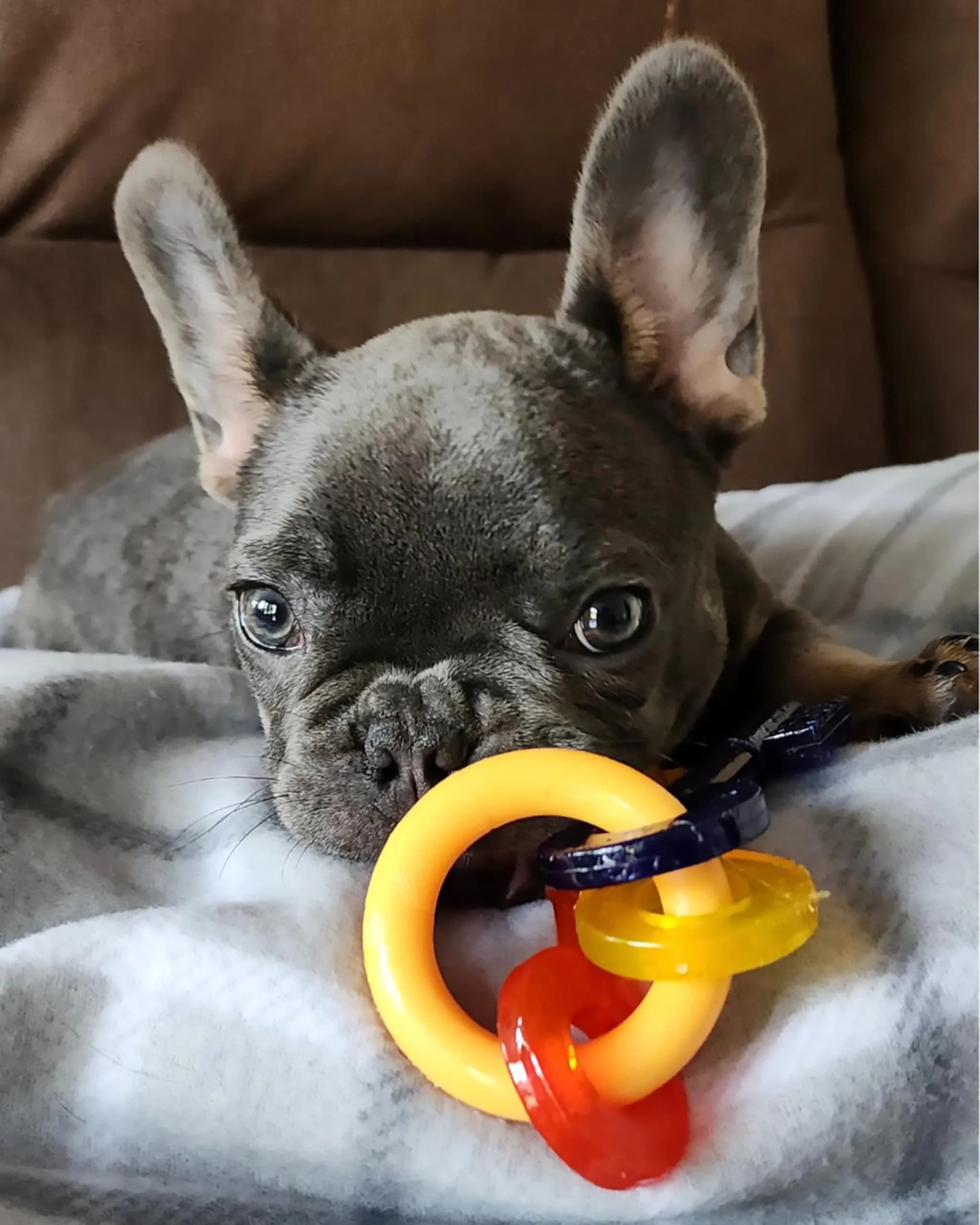 Nylabone Puppy Chew Teething Keys Dog Chew Toy, Bacon Flavor, X-Small | Soothes Gums, Cleans Teeth - view 2