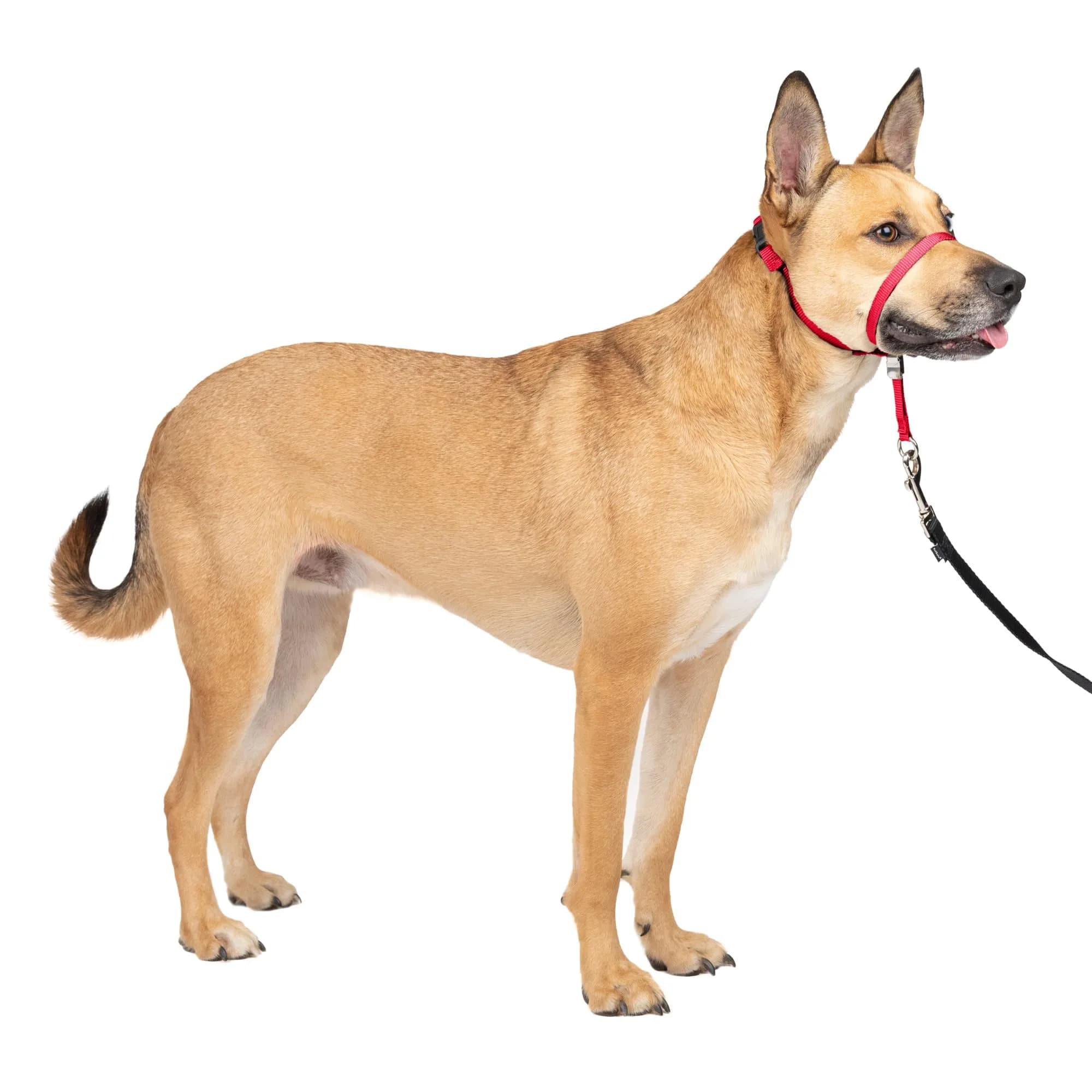 PetSafe Gentle Leader No Pull Dog Headcollar, Red, Small (0.09 kg) | Veterinary Behaviorist-Designed for Pulling Dogs — Red / Medium 25-60 Lb.