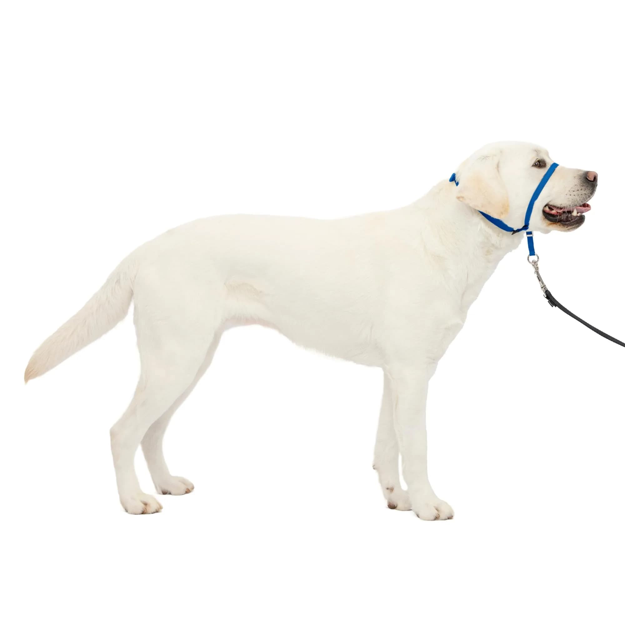 PetSafe Gentle Leader No Pull Dog Headcollar, Royal Blue, Large | Veterinary-Designed Dog Training Aid