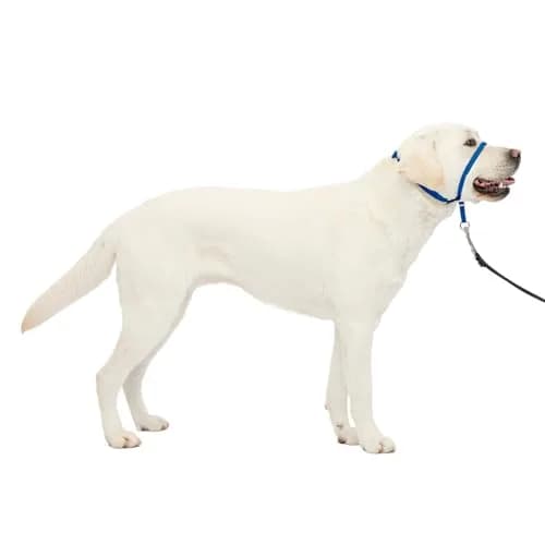 PetSafe Gentle Leader No Pull Dog Headcollar, Royal Blue, Large | Veterinary-Designed Dog Training Aid thumbnail 1