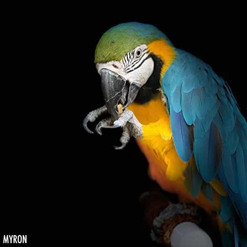 Harrison's Bird Foods Spicy Lifetime Coarse Organic Non-GMO 1lb (454g) | Certified Organic Bird Food for Medium-Large Parrots thumbnail 4