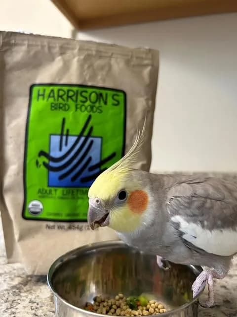 Harrison's Bird Foods Adult Lifetime Fine Certified Organic Non-GMO Formula Bird Food 454g (1lb) | Year-Round Maintenance Nutrition thumbnail 2