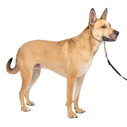 PetSafe Gentle Leader No Pull Dog Headcollar, Fawn, Medium | Veterinary-Designed, Adjustable, Comfort Fit thumbnail 1