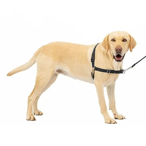 PetSafe Easy Walk Harness for Dogs Large | Pull-Free Control with Adjustable Comfort (70-120 chars) thumbnail 1