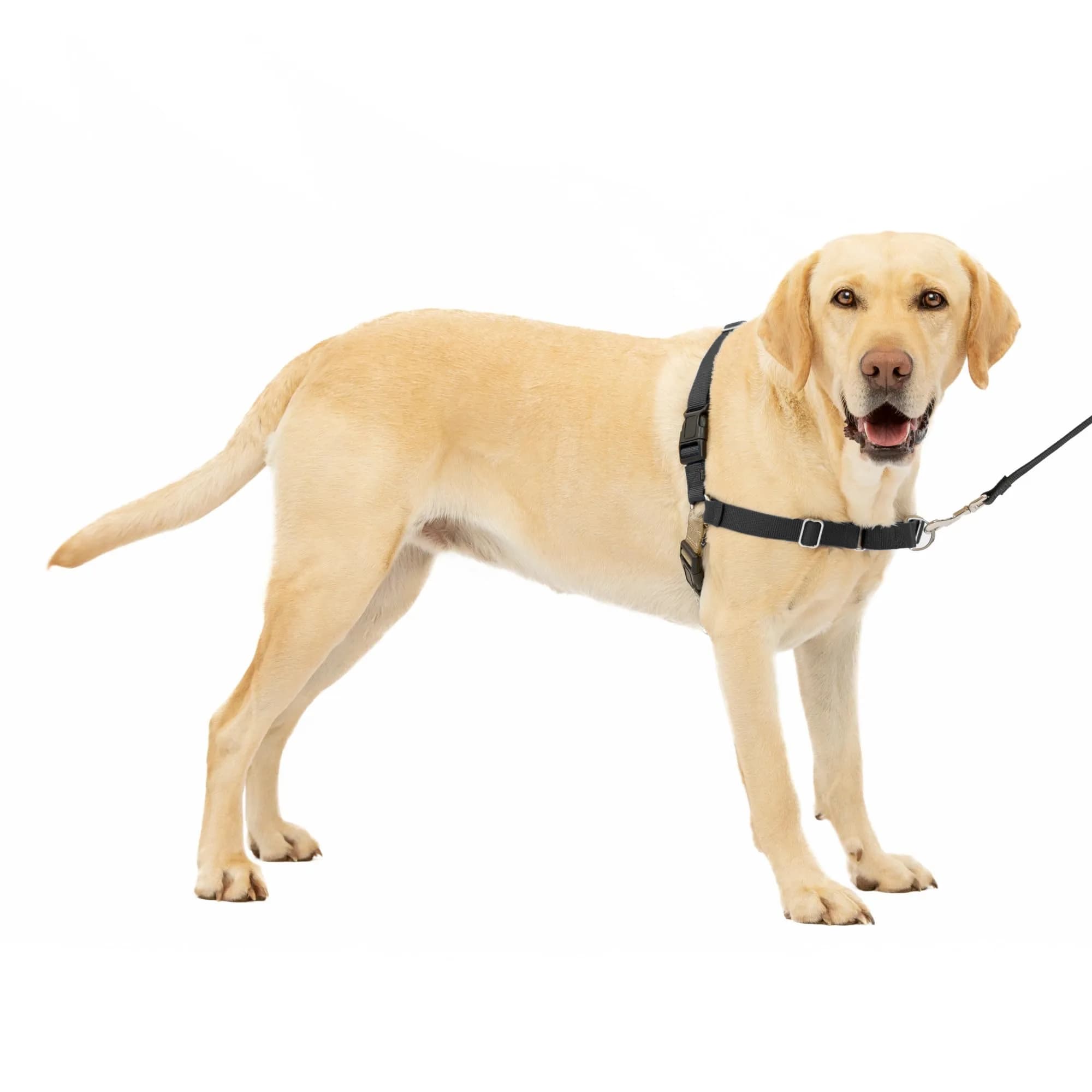 PetSafe Easy Walk Harness for Dogs Large | Pull-Free Control with Adjustable Comfort (70-120 chars)