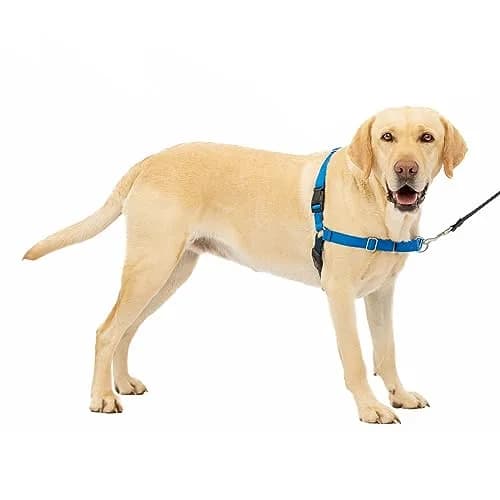 PetSafe Easy Walk Harness, No Pull Dog Harness, Royal Blue, Large | Lightweight, Breathable & Durable thumbnail 1