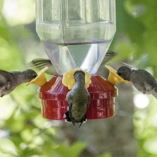 Perky-Pet 201 Lantern Hummingbird Feeder 532ml (18 oz) Red | Attracts Multiple Birds thumbnail 5