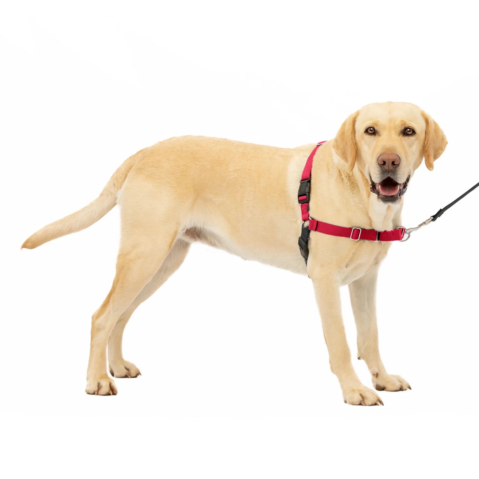 PetSafe Easy Walk Harness for Dogs - Pull-Free Walks - Breathable, Large, Red/Black | Patented Martingale Loop Design