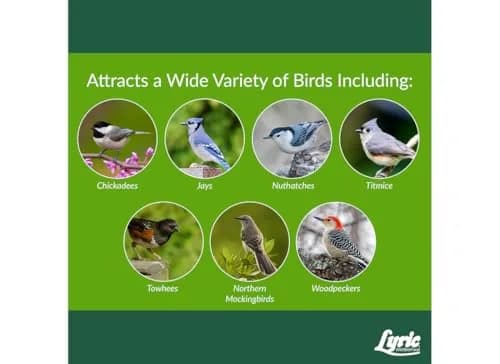 Lyric Woodpecker Wild Bird Seed Mix 2.27 kg (5 lb) | No-Waste Fruit & Nut Blend for All Wild Birds thumbnail 1