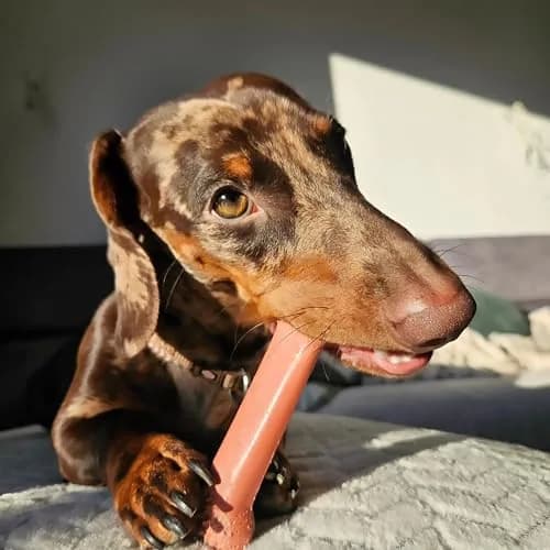 Nylabone Power Chew Classic Bone Dog Toy, Bacon Flavor, Medium (170g / 6oz) | Durable Chew Toy for Aggressive Chewers thumbnail 2