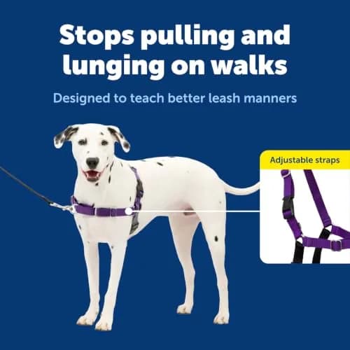 PetSafe Easy Walk Harness, No Pull Dog Harness, Black, Medium/Large | Lightweight, Breathable & Durable thumbnail 3