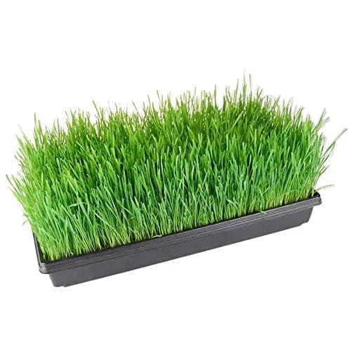 Living Whole Foods 5 Pack of Durable Black Plastic Growing Trays 21" x 11" x 2" | Reusable, Drain Holes for Seedlings & Wheatgrass thumbnail 3
